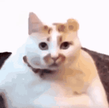gif photo view