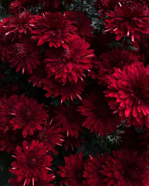 Astra Red