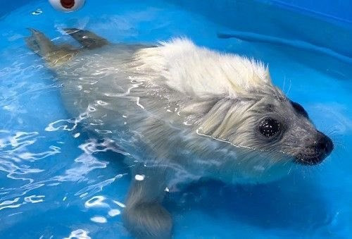 Гандон Гандон